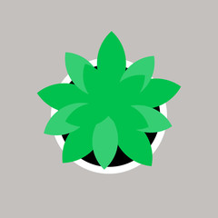 Plant in pot on desk. Plant icon vector Illustration top view