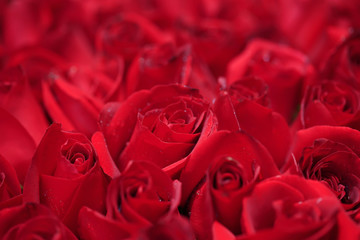 Pink roses, close-up shots