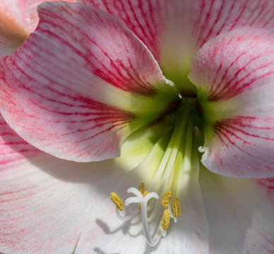 Amaryllis "Apple Blossom" Macro
