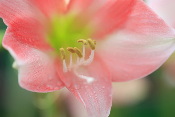 Close-up photos of the stamens