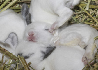 nest with newborn white rabbits