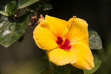 Yellow Hibiscus Flower in black dard background