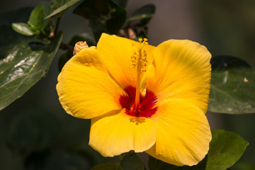 Yellow Hibiscus Flower in black dard background