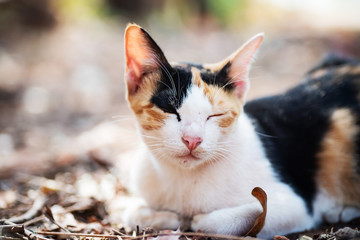 Tricolor cat is sleeping on the ground in the garden