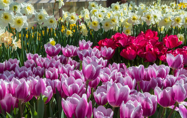Fototapeta premium Purple and red tulips with white and yellow daffodils in the background