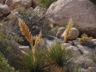 Joshua Tree Wüstenlandschaft Wildniss USA
