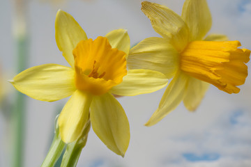 Fototapeta premium Narzissen 'Tête à Tête'