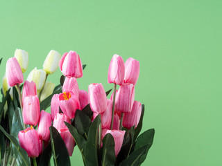 Spring flowers. Pink tulip on green background
