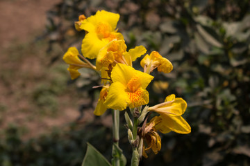Yellow Canna flower in dark background