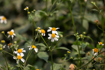  small white  flower