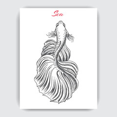 Hand drawn vector sketch Betta splendens, Fantail Goldfish. Tattoo aquarium fish.