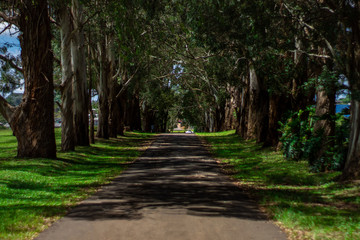 Road with the trees, landscape at Guarapuava city Brazil