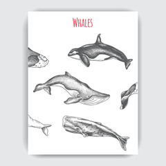 Card with whale. Vector hand drawn illustration wildlife animals.