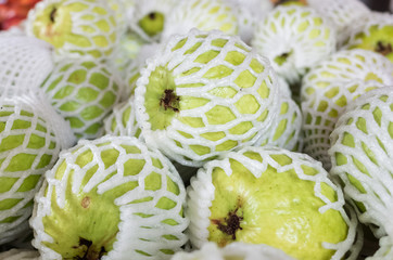 Fototapeta na wymiar green fresh guava fruit