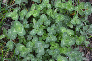 background spring green grass clover