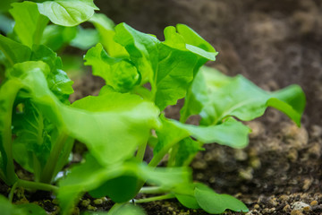 Baby lettuce and fresh spring green leafy vegetable seedlings in rich soil