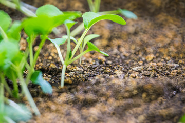 Baby lettuce and fresh spring green leafy vegetable seedlings in rich soil