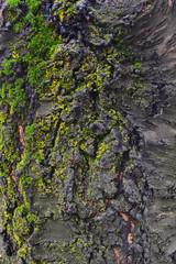 wood background nature texture tree