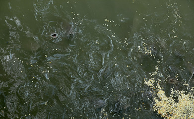 Fische im Fluß Chao Praya in Bangkok