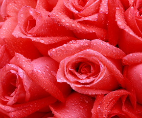 Pink roses, close-up shots