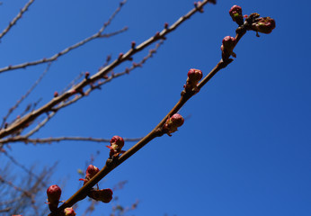spring tree sky kidneys background