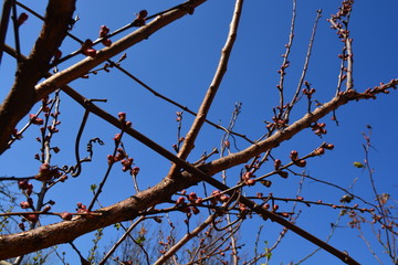 spring tree sky kidneys
