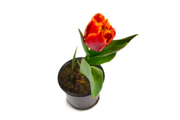 Tulip in a pot isolated on white background.