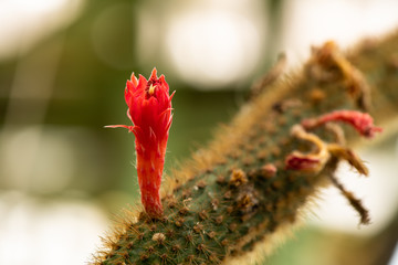 Cactus and flowers in the garden, nature background