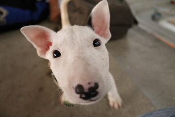 bull terrier bebe