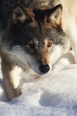Norwegian Wolf