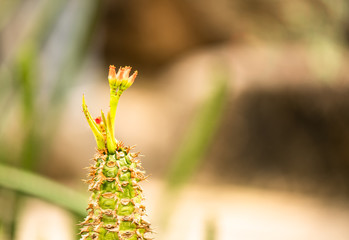 Fototapeta premium Cactus and flowers in the garden, nature background