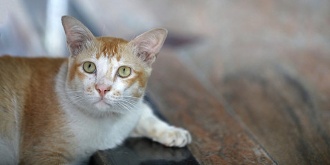 Katze in Bangkok Thailand