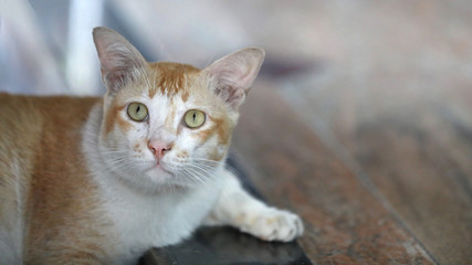 Katze in Bangkok Thailand