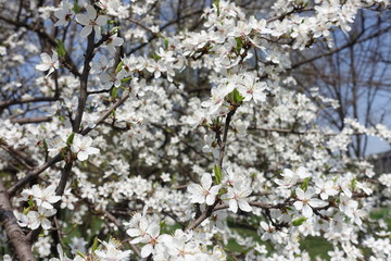 Numerous white flowers of Prunus cerasifera in spring