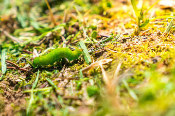 green worm outdoor in the grass