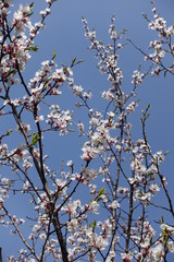 Pink and white flowers of Prunus cerasifera against blue sky