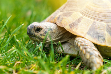 european land tortoise in a green meadow