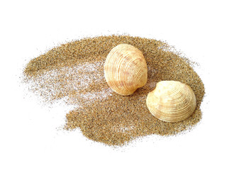 sea shell isolated on white background. Sea shells and beach sand piles.