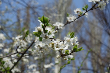 Young leaves and white flowers on branch of Prunus cerasifera in spring