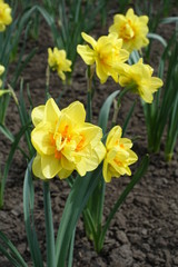 Obraz premium Double-flowered yellow and orange daffodils in spring garden