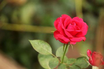 Red Rose Flower