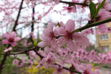 Fototapeta na wymiar Close view of pink flowers of peach in spring