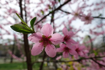 Closeup of pink flower of peach in spring