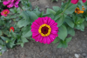 Magenta colored flower head of zinnia directly from above