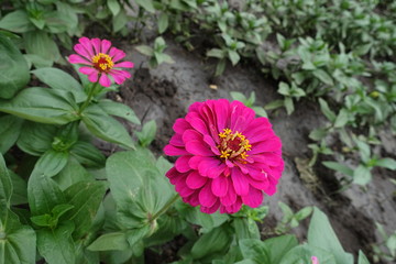 Fototapeta premium Pair of magenta colored flower heads of zinnia