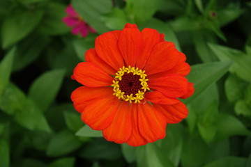 Top view of red flower head of zinnia