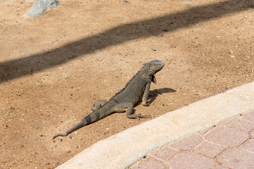 Iguana in natural habitat on the island of Aruba. Netherlands Antilles