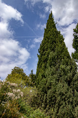 blue sky trees in the background