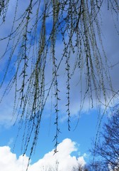 winter, tree, snow, forest, landscape, nature, sky, cold, trees, blue, frost, white, ice, season, birch, light, frozen, branch, fog, park, morning, scene, outdoor, sun, 