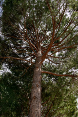 eafy tree in a garden